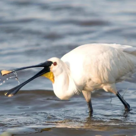 Hazenborgh In Near The Sea Дом отдыха