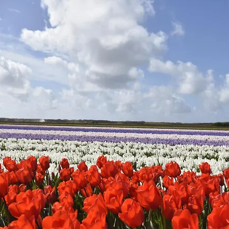 Hazenborgh In Near The Sea *