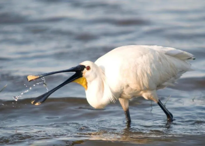 Hazenborgh In Near The Sea 펜션