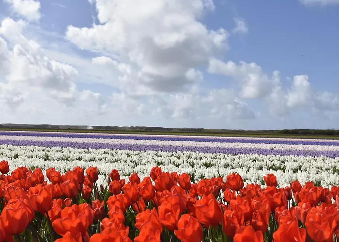 Hazenborgh In Near The Sea *